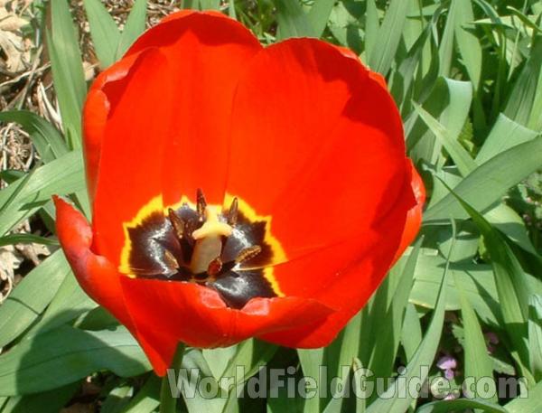 Red Flower - Close View<br>(Location of Picture: Round Lake Garden, Il, USA, 2004)