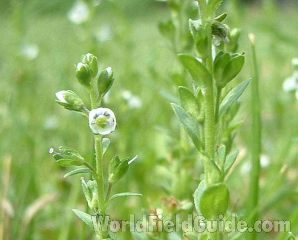Flower and Leaves<br>(Location of Picture: Round Lake, Illinois, USA, 2004)