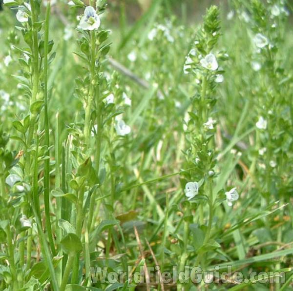In Lawn As A Weed<br>(Location of Picture: Round Lake, Illinois, USA, 2004)