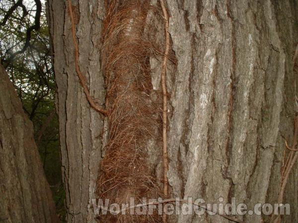 Mature Vine On Oak<br>(Location of Picture: Mchenry Co, Illinois, USA)