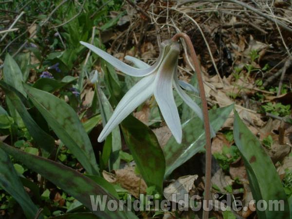 Back Of Flower and Leaves<br>(Location of Picture: Round Lake, Il, USA, 2004)