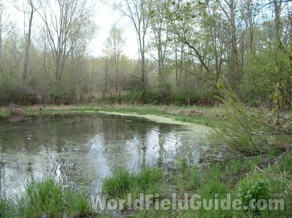 April 26, 2004 - Late Spring<br>(Location of Picture: Mchenry County, Illinois, USA)