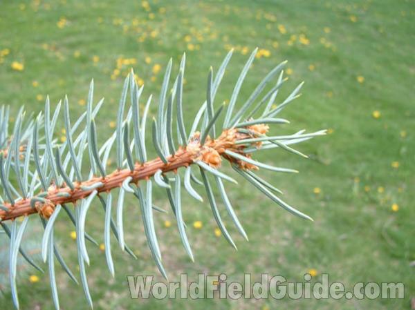 Twig Close View<br>(Origin of the Specimen: Ornamental, Illinois, USA)