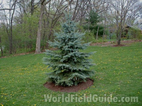 Landscape Plant<br>(Location of Picture: Ornamental, Mchenry, Il, USA)