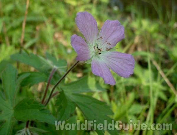 Flower<br>(Location of Picture: Grant Woods, Illinois, USA)