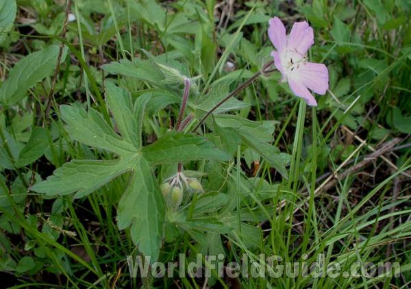 Flower and Leaf<br>(Location of Picture: Grant Woods, Illinois, USA)