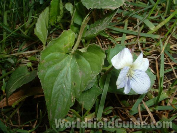 Leaf and Flower<br>(Location of Picture: Mchenry Co, Illinois, USA)