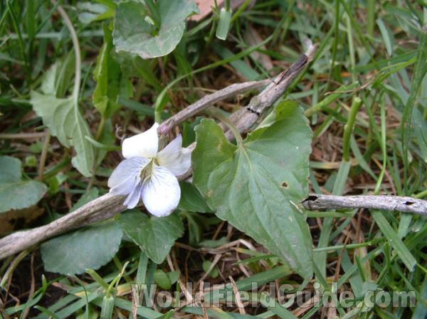 Flower and Leaf<br>(Location of Picture: Mchenry Co, Illinois, USA)