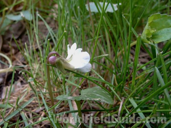 Flower Spur<br>(Location of Picture: Mchenry, Illinois, USA, 2004)