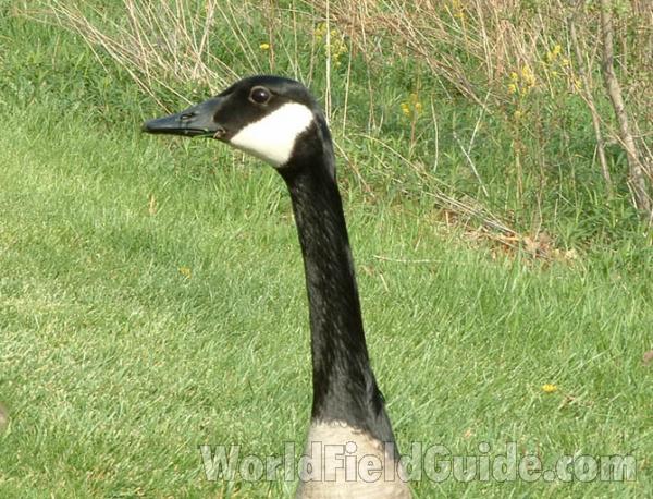 Head<br>(Location of Picture: Grant Woods, Il, USA, Srping 2004)