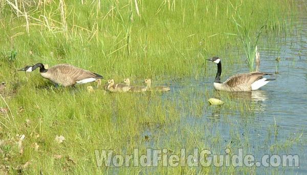 Family Going Ashore<br>(Location of Picture: Grant Woods, Il, USA, Srping 2004)