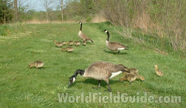 Family Feeding<br>(Location of Picture: Grant Woods, Il, USA, Srping 2004)