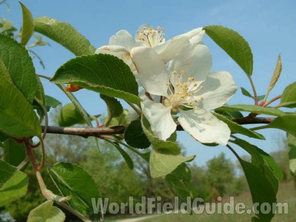 Flower and Leaves<br>(Location of Picture: Grant Woods, Illinois, USA, 2004)