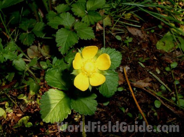 Flower<br>(Location of Picture: Lawn Weed, Mchenry Il, USA, 2004)