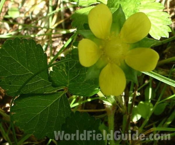 Flower<br>(Location of Picture: Lawn Weed, Mchenry Il, USA, 2004)