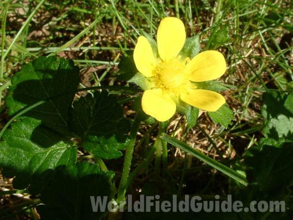Flower<br>(Location of Picture: Lawn Weed, Mchenry Il, USA, 2004)