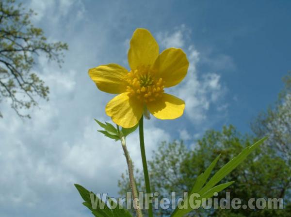 Flower Against Sky<br>(Location of Picture: Round Lake, Illinois, USA, 2004)