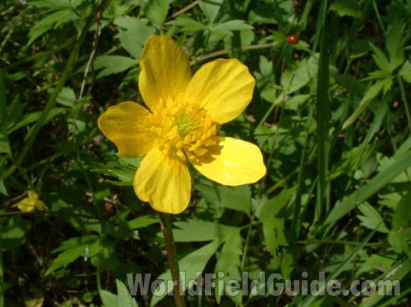 Flower<br>(Location of Picture: Round Lake, Illinois, USA, 2004)
