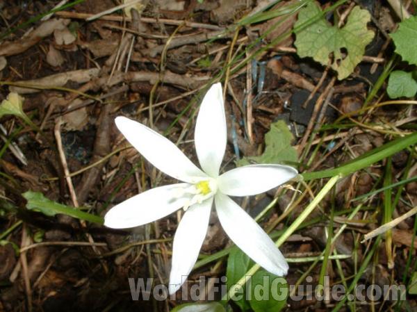 Flower<br>(Location of Picture: Garden, Round Lake, Illinois, 2004)