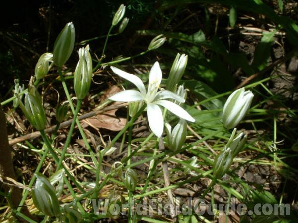 Flower and Buds<br>(Location of Picture: Garden, Round Lake, Illinois, 2004)