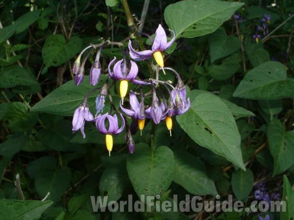 Flowers<br>(Location of Picture: Round Lake, Illinois, USA, 2004)