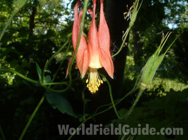 Top Of Plant - Garden<br>(Location of Picture: Round Lake, Illinois, USA)
