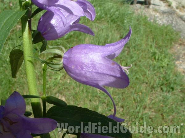 Side Of Flower<br>(Location of Picture: Round Lake, Il, USA 2004)
