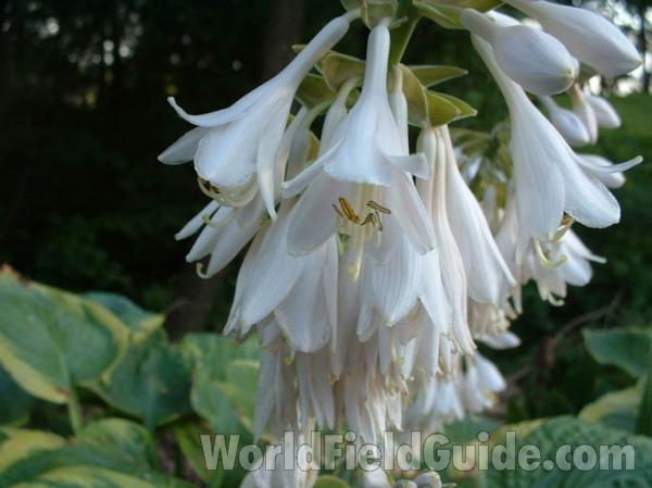 Flowers<br>(Location of Picture: Garden, Mchenry, Il, USA, 2004)