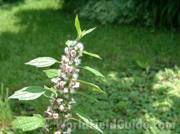 Top Of Plant<br>(Location of Picture: Round Lake, Illinois, USA)