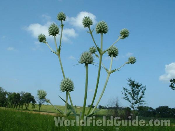Top Of Plant<br>(Location of Picture: Glacier Park, Mchenry, Il USA, '04)