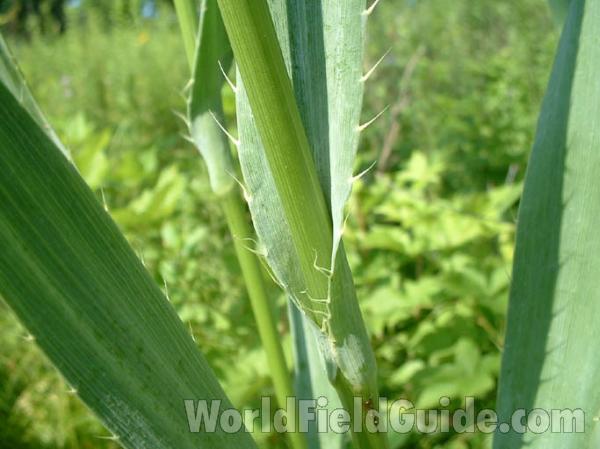 Leaves<br>(Location of Picture: Glacier Park, Mchenry, Il USA, '04)