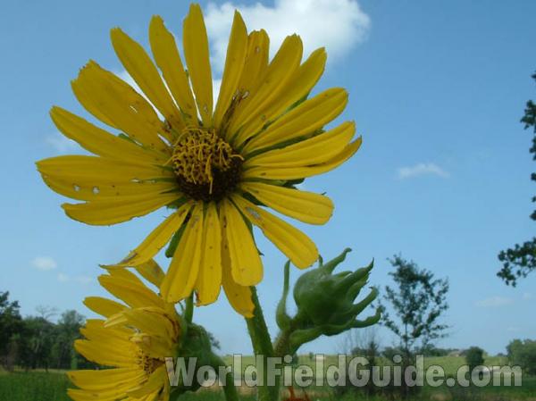Flower<br>(Location of Picture: Glacier, Mchenry, Il USA, 2004)