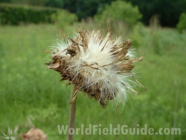 Seed Head<br>(Location of Picture: Mchenry Co, Illinois, USA)