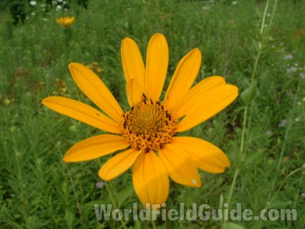 Flower<br>(Location of Picture: Grant Woods, Illinois,  usa)