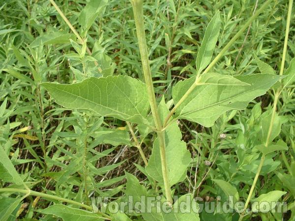 Leaves<br>(Location of Picture: Grant Woods, Illinois, USA)