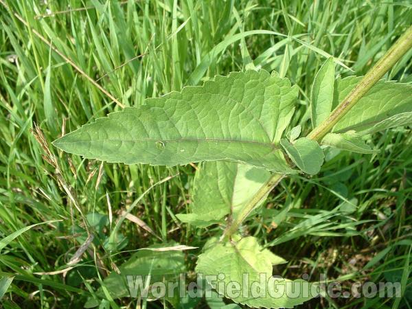 Leaf<br>(Location of Picture: Glacier Park, Mchenry, Il, USA)