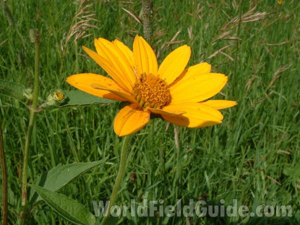 Flower<br>(Location of Picture: Glacier Park, Mchenry, Ill, USA)