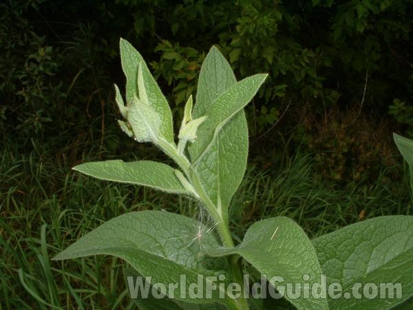 Leaves<br>(Location of Picture: Mchenry County, Illinois, USA)