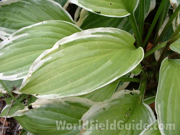 Leaves<br>(Location of Picture: Mchenry Garden, Il, USA, 2004)