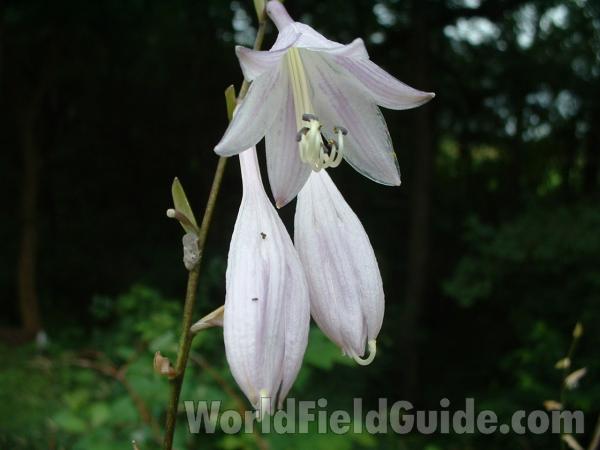 Flower Front View<br>(Location of Picture: Mchenry Garden, Il, USA, 2004)