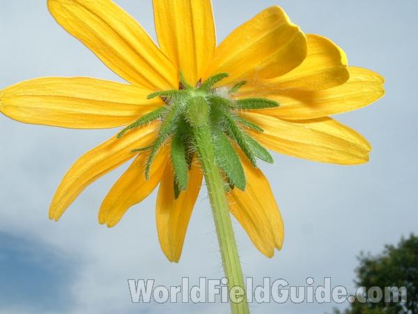 Flower - Underside<br>(Location of Picture: Grant Woods, Illinois, USA, 2004)