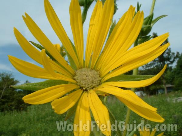Young Flower - Front View<br>(Location of Picture: Grant Woods, Illinois, USA, 2004)
