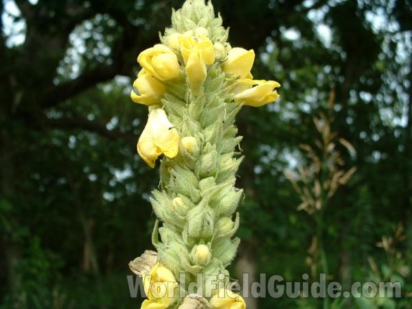 Flower<br>(Location of Picture: Grant Woods, Illinois, USA)