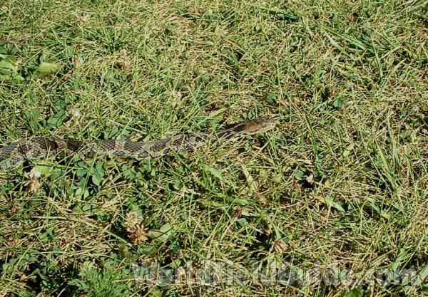 Habitat<br>(Location of Picture: Glacier Park, Ililnois, USA)