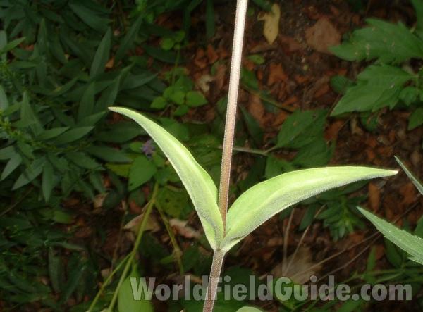 Paired Leaves and Stem<br>(Location of Picture: Morraine Hills, Illinois, USA)