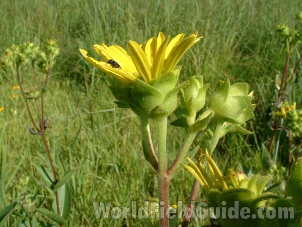 Flower Side View<br>(Location of Picture: Glacier Park, Illinois, USA)