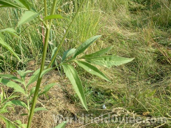 Leaves<br>(Location of Picture: Round Lake Beach, Illinois, USA)