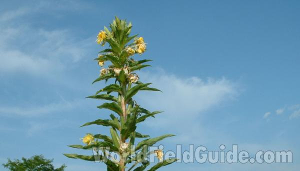 Top Of Plant<br>(Location of Picture: Round Lake Beach, Illinois, USA)