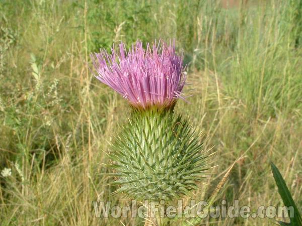 Flower<br>(Location of Picture: Round Lake Beach, Illinois, USA)