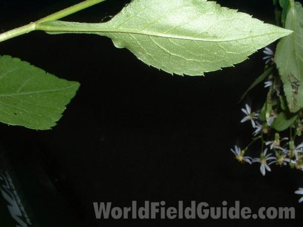 Leaf<br>(Location of Picture: Mchenry Co, Ill USA, Aug 13,  2004)